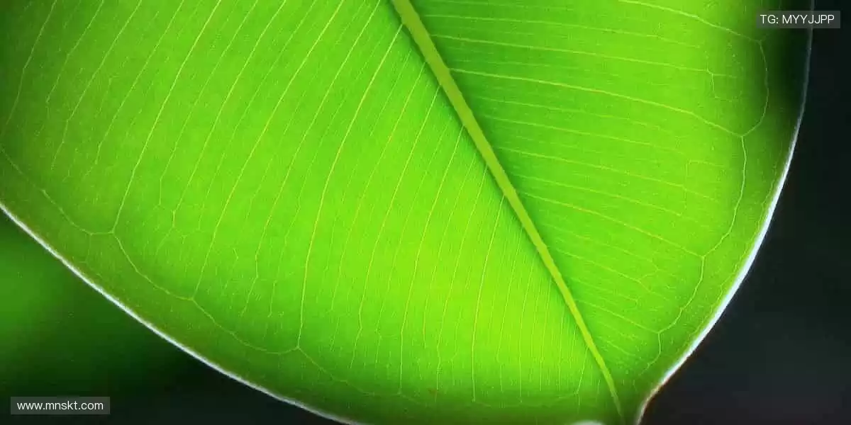 🏆冠军同款，与偶像共享荣耀时刻！